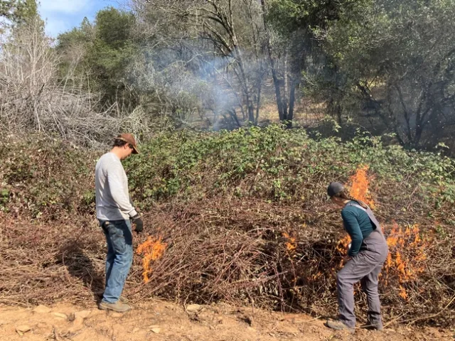 Prescribed Burn Associations have gained popularity among fire-savvy Californians interested in land management techniques. Photo credit: Susie Kocher.