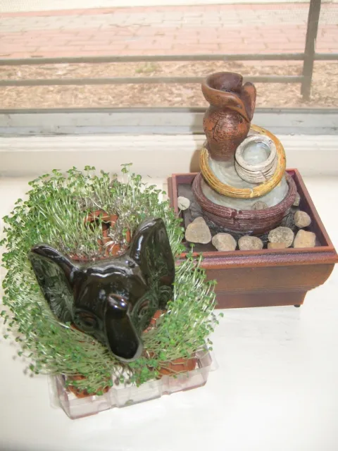 Dumbo My Chi-Chi-Chi-Chia - Richie Diesterheft