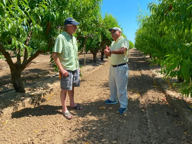 Dos expertos de UC ANR en un campo de frutas