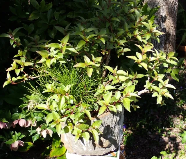 whisk fern pat matteson