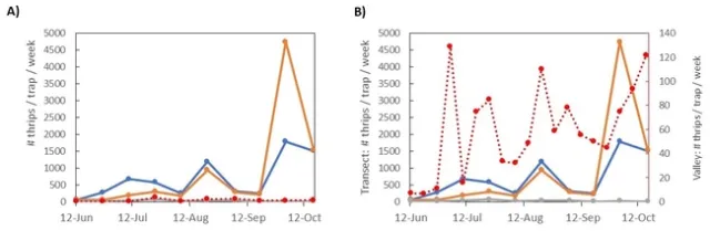 Figure 3. Average thrips per week collected on sticky traps from the hill transect (blue = traps at the top of the hill; orange = traps in the middle of the hill; green = traps towards the bottom of the hill) and from nearby traps on ranches in the Salinas Valley (red line). In A) the y-axis scale is the same for transect and valley counts while in B) the Valley Scale is adjusted to better compare the population trends between the two sets of data.