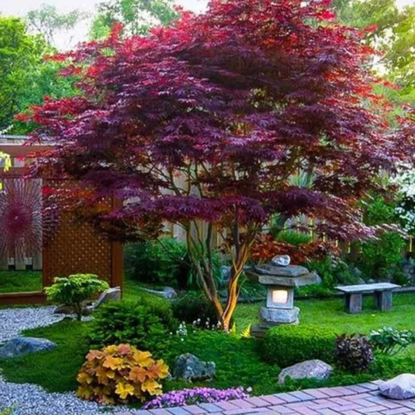 Bloodgood Japanese Maple Tree