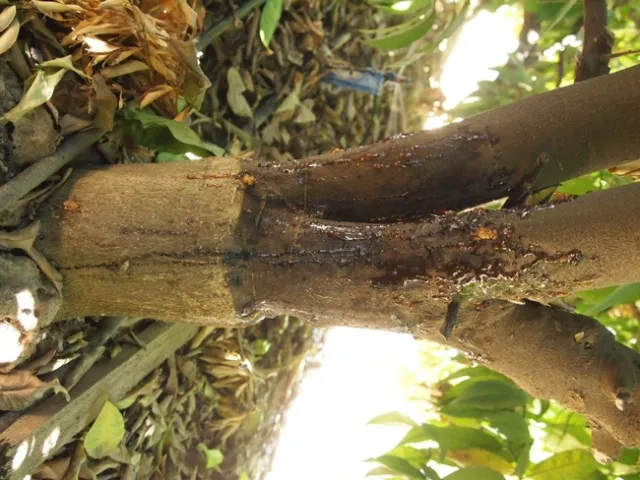 gummosis on citrus trunk