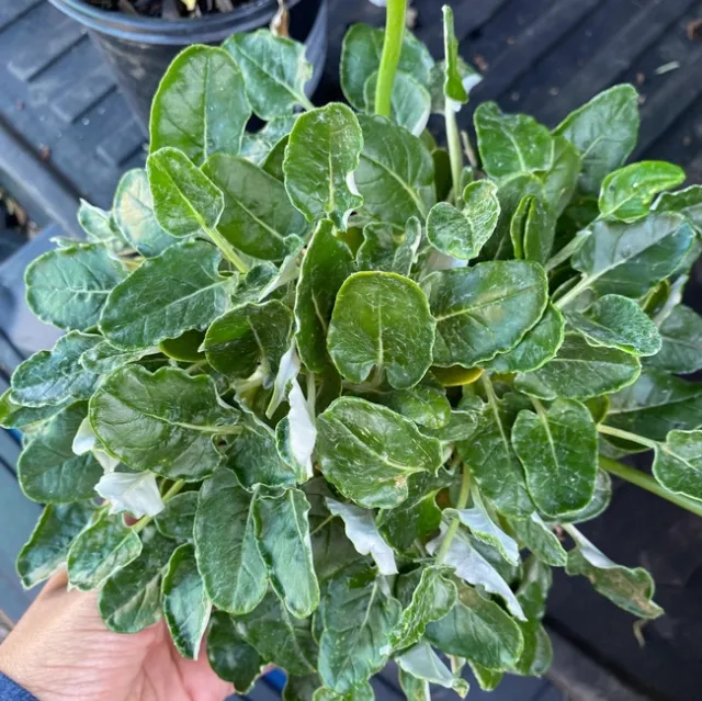 Redflower Buckwheat (Eriogonum grande)