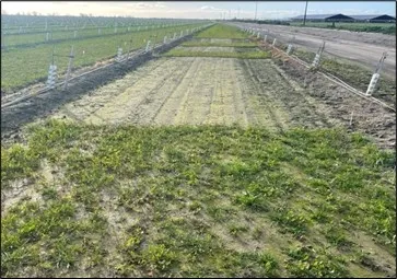 Photo 3. 60 days after application