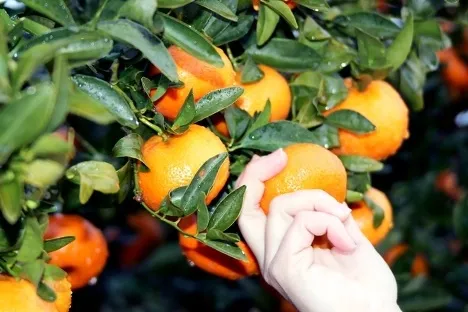 Hand reaches up to pick an orange from a tree