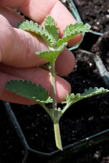 CuttingPropagation-photo