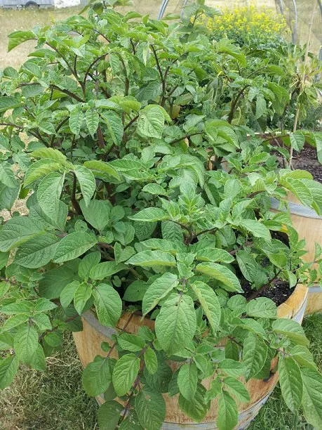 PotatoesInWIneBarrel01_small_Howdy