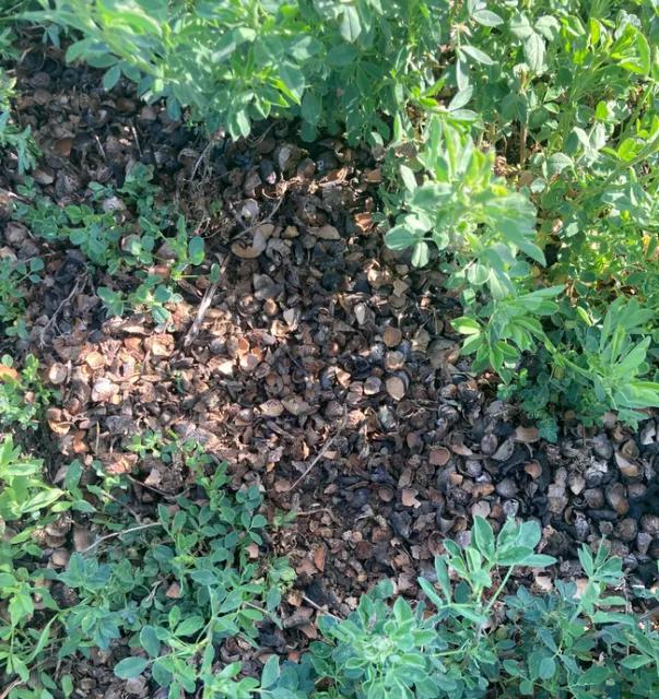 almond shell mulch picture