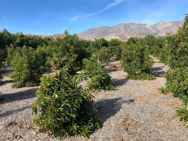 avocado different groth rates