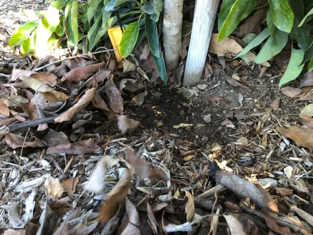 avocado rootball sinking