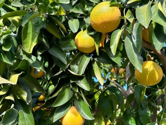 Photo: Constance Starner