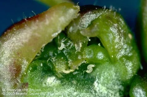 citrus bud mite pest image
