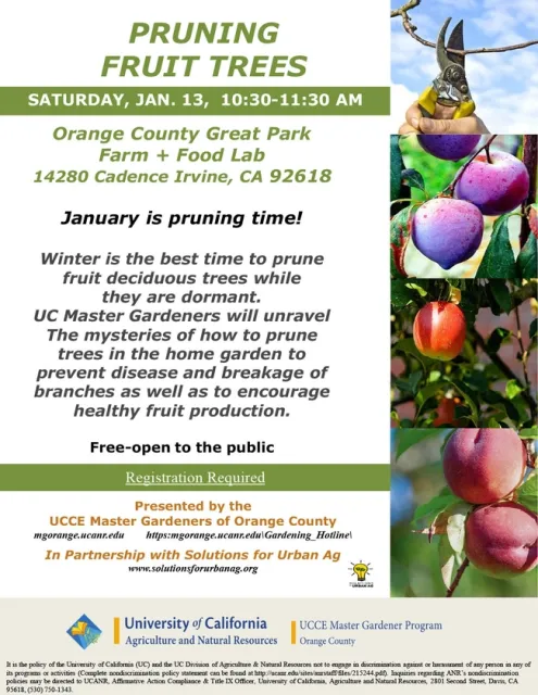 Trim, Train, Thrive: UC Master Gardeners Show You the Ropes of Winter Fruit Tree Pruning