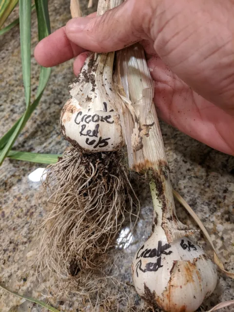 Creole Red. photos by Nanelle Jones-Sullivan