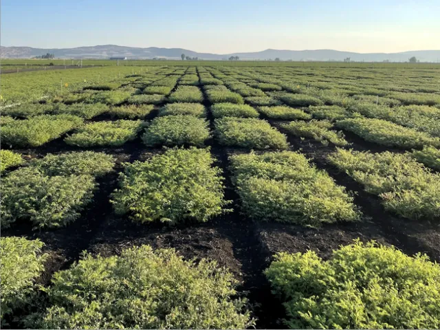 Green squares of garbanzo bean plants