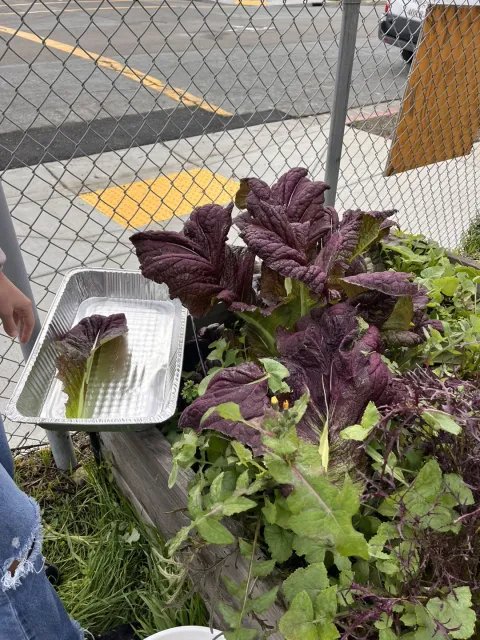 Salad greens growing in school garden