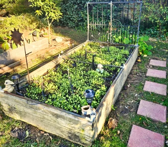 Cover Crop Seedlings in Garden Bed 2 - Al Alvarado