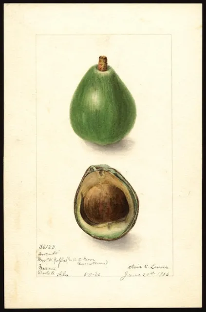 avocado saeedling painting