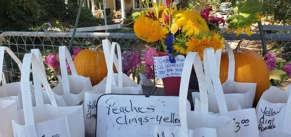 Cling Peaches being sold at the Windmill Farm's farmstand in Gridley. Paula Carli