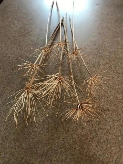 Agapanthus dried flower stalk.