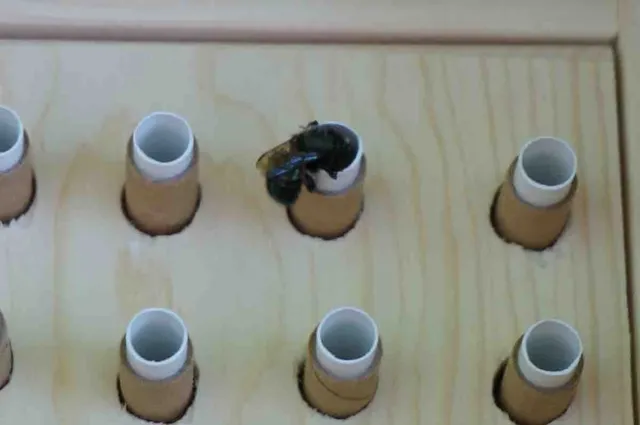 Mason bee entering bee box nesting tube. Tom Hansen