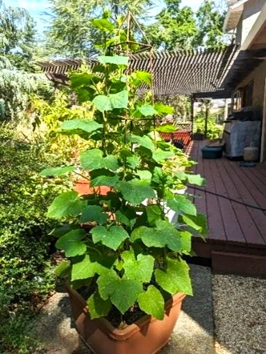 Cucumber container Climbing Tower - Courtesy N. Jones-Sullivan