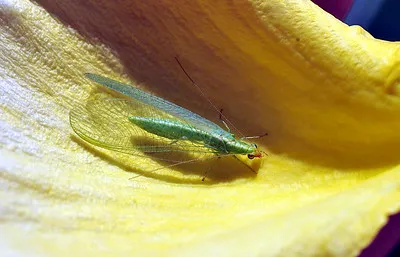 LacewingOnRosePetal_EC_TJ