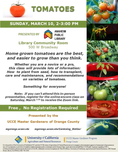 Unlock Your Green Thumb with Homegrown Tomatoes