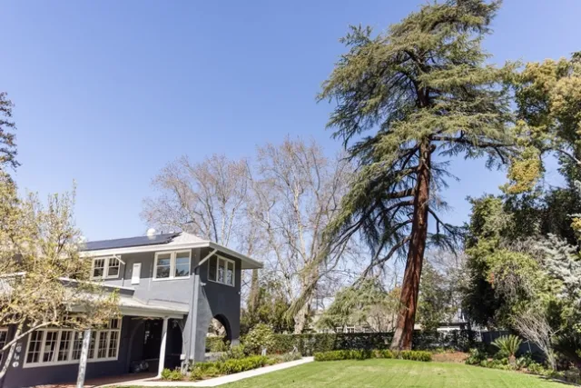 The deodar cedar that already graced the garden during Vartan's childhood still stands at the Clark/Kendrick Garden.