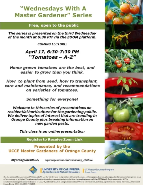 From Vine to Table: Journey Through 'Tomatoes – A-Z