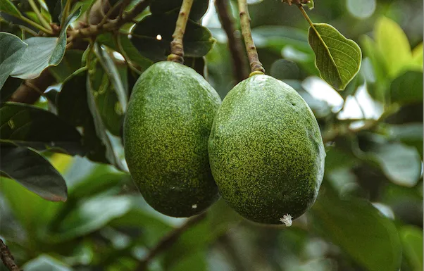 Screenshot 2024-04-24 at 4.09.38 PM