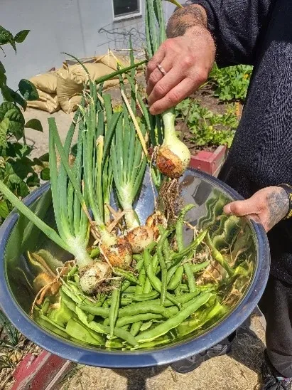 A bowl of produce from the garden