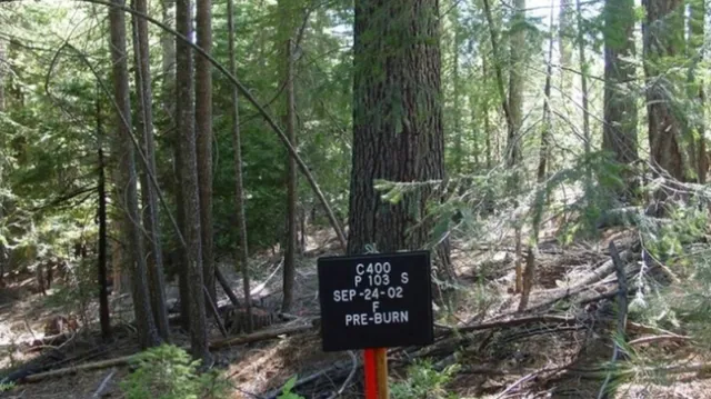 Durante estas dos décadas, los investigadores trabajaron en nueve parcelas experimentales en la Estación de Investigación Forestal Blodgett, las cuales fueron sometidas a diferentes tratamientos.