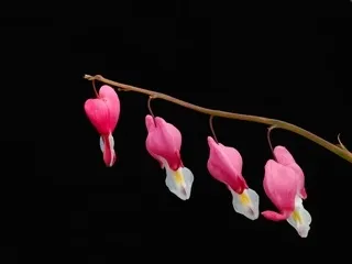 Bleeding Heart” (Dicentra spectabilis), a shade-loving perennialPhoto courtesy of Thomas M. Johnson