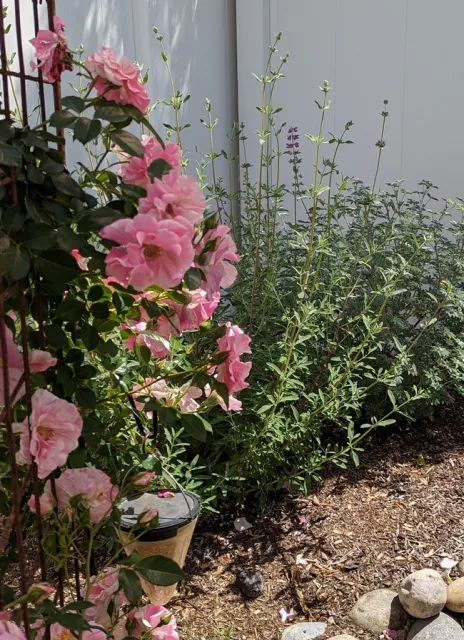 Pink and white striped climbing rose on trellis with native sage and lupin plants behind it.
