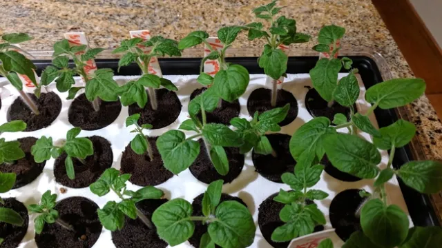 photos by Nanelle Jones-Sullivan