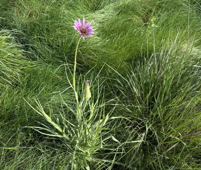 Tragopogon porrifolius Flower