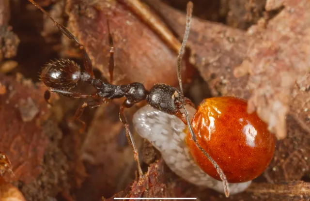 Mike Dunn Roads End Naturalist