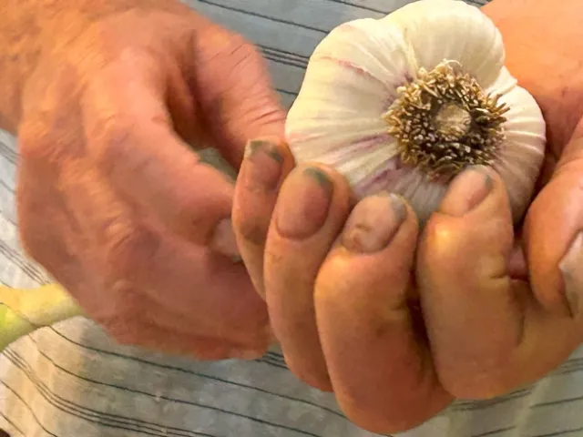 From the Garden Fig 2