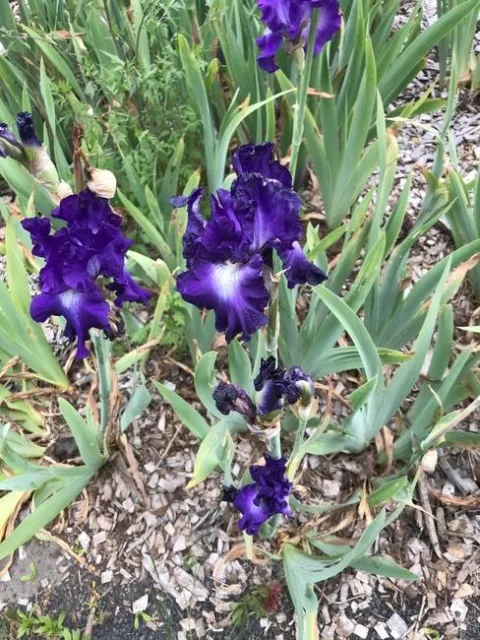 Iris. Following photos by Karen Metz