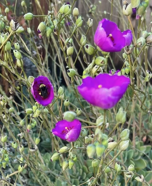 Calandrina spectabilis