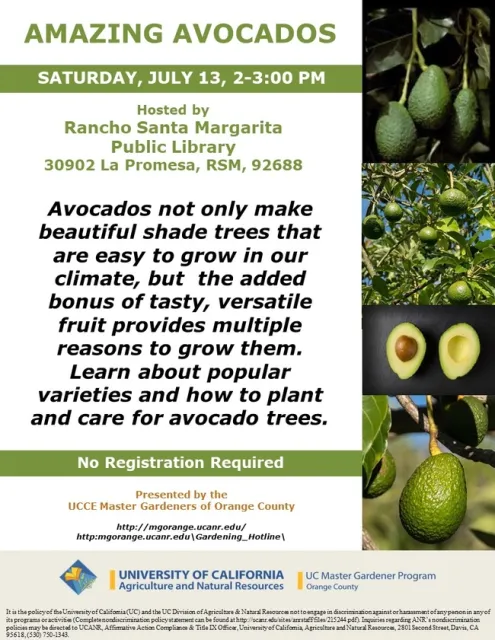 From Tree to Table: Learn All About Avocado Cultivation