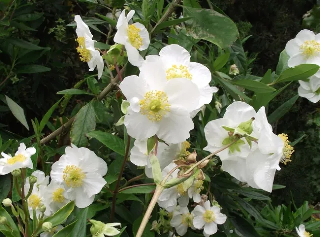Carpenteria californica is a beautiful flowering evergreen shrub native to the Sierra Nevada foothills. It does well panted on the Valley floor. (Photo: Wikimedia Commons)