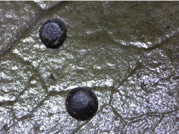 1-7-24ArtilleryFungus