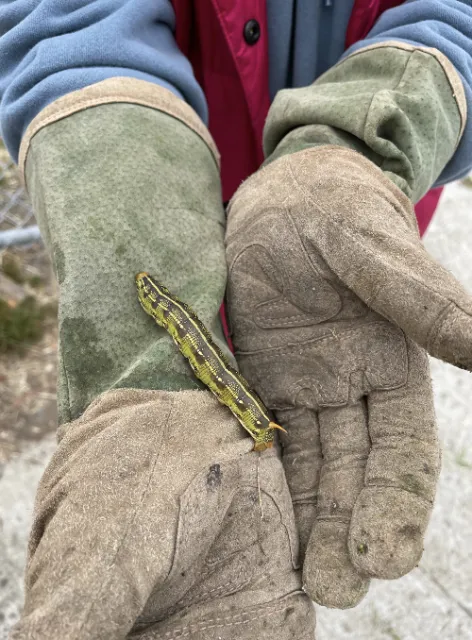 44-07-24SphinxCaterpillar