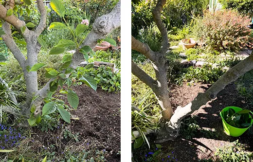 28-07-24Strippinglowfoliage