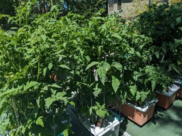 Group of plants. photos by Nanelle Jones-Sullivan