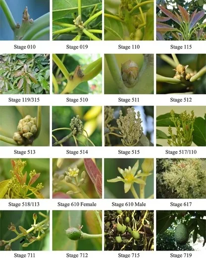 avocado phenological stages