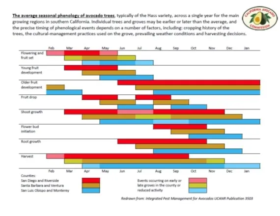avocado average stages